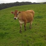 A light brown jersey cow on a green grassy hillside.