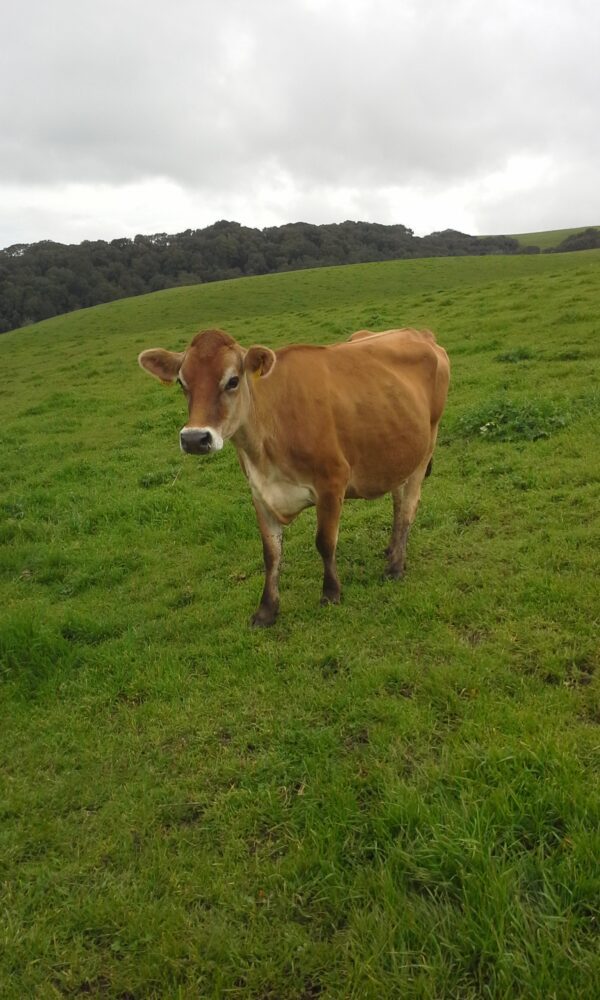 A light brown jersey cow on a green grassy hillside.