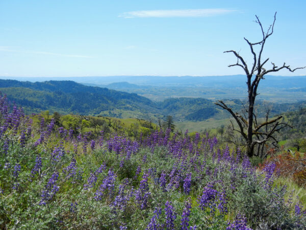 Landscape view of Modini Preserve with a green field with purple flowers, and one tree that burned.