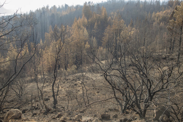 wildfire devestation