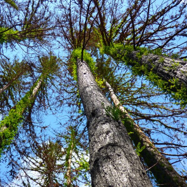 Burned trees with green re-growth sprouting along their trunks.