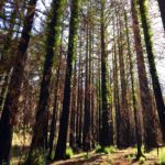 Tall redwood trees with green needles sprouting from the trunk.