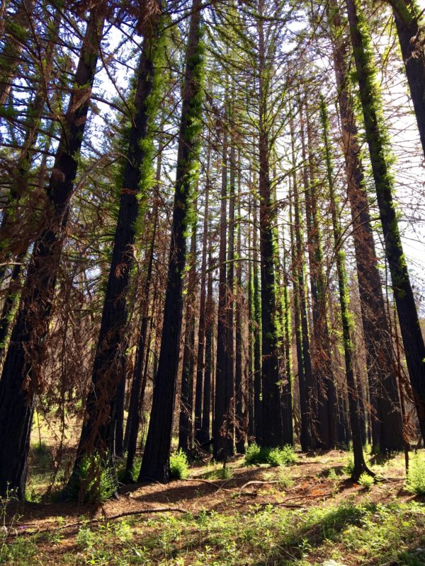 Tall redwood trees with green needles sprouting from the trunk.