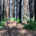 Charred and blackened redwoods with green branches sprouting from their bases.