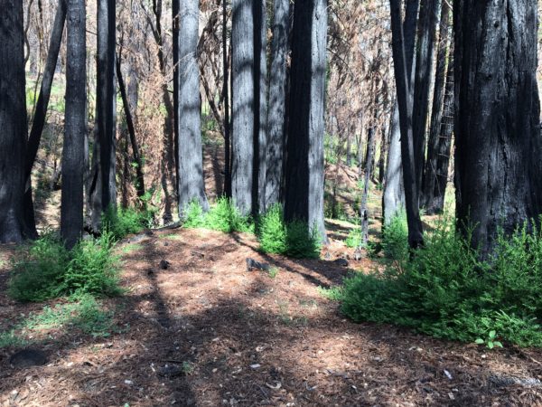 Charred and blackened redwoods with green branches sprouting from their bases.
