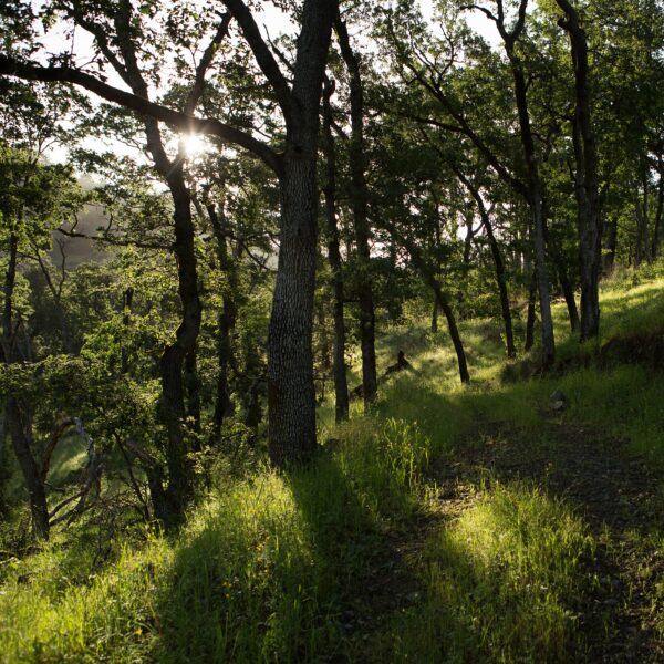 Trees along a path with green grass on the ground.