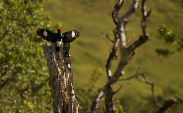 bird with wings spread on a tree branch