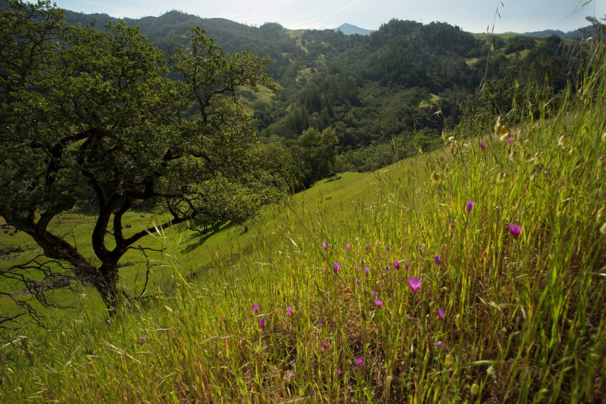 grassy hillside