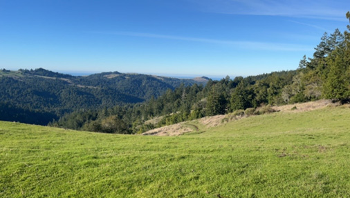 Monte Rio Redwoods