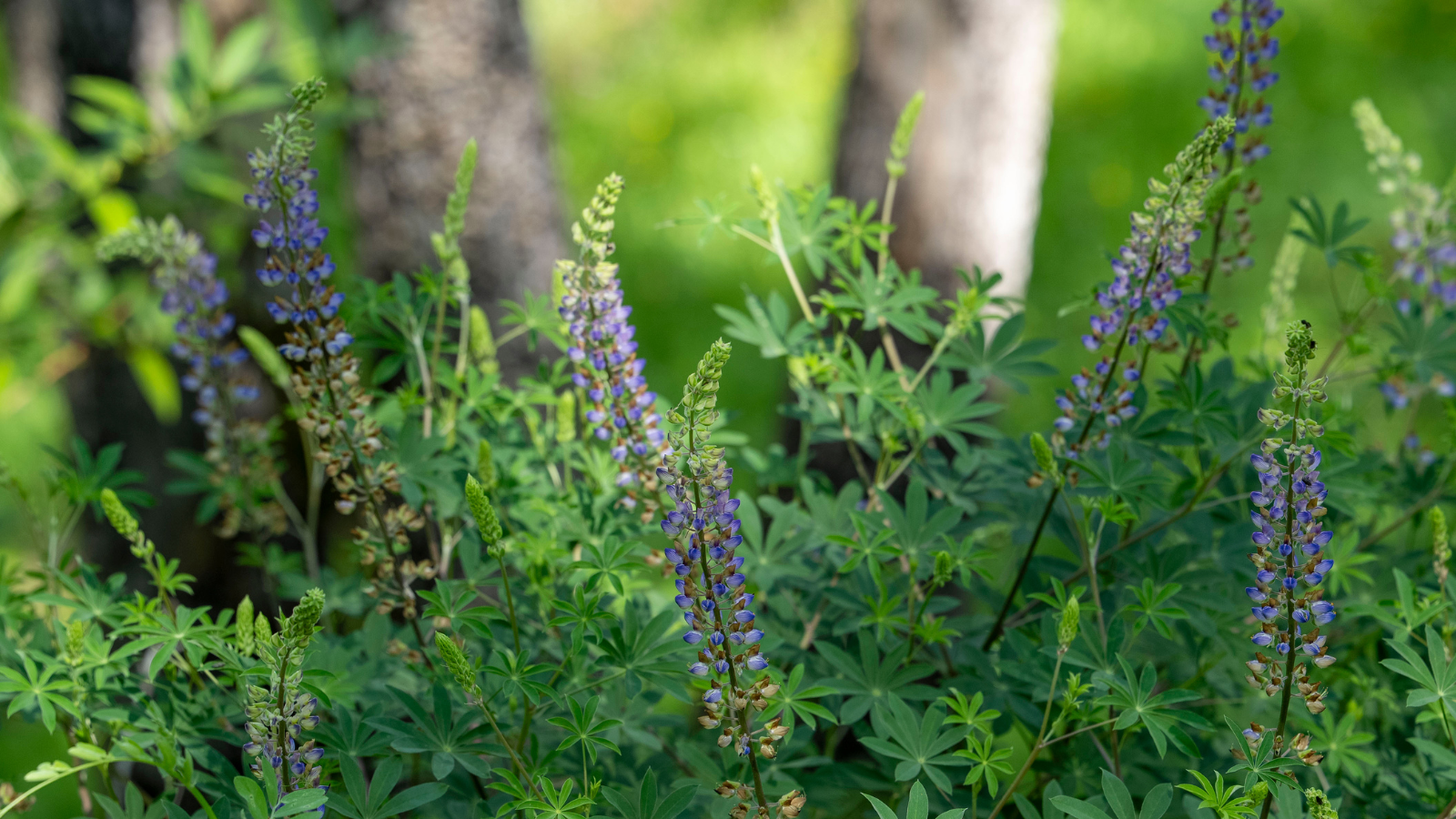 Explore Plant Communities at Montini Open Space Preserve