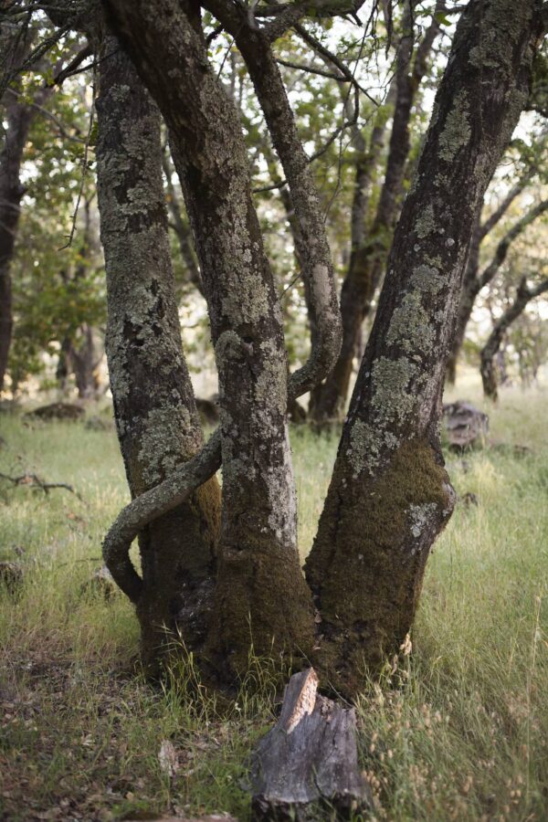 base of a tree