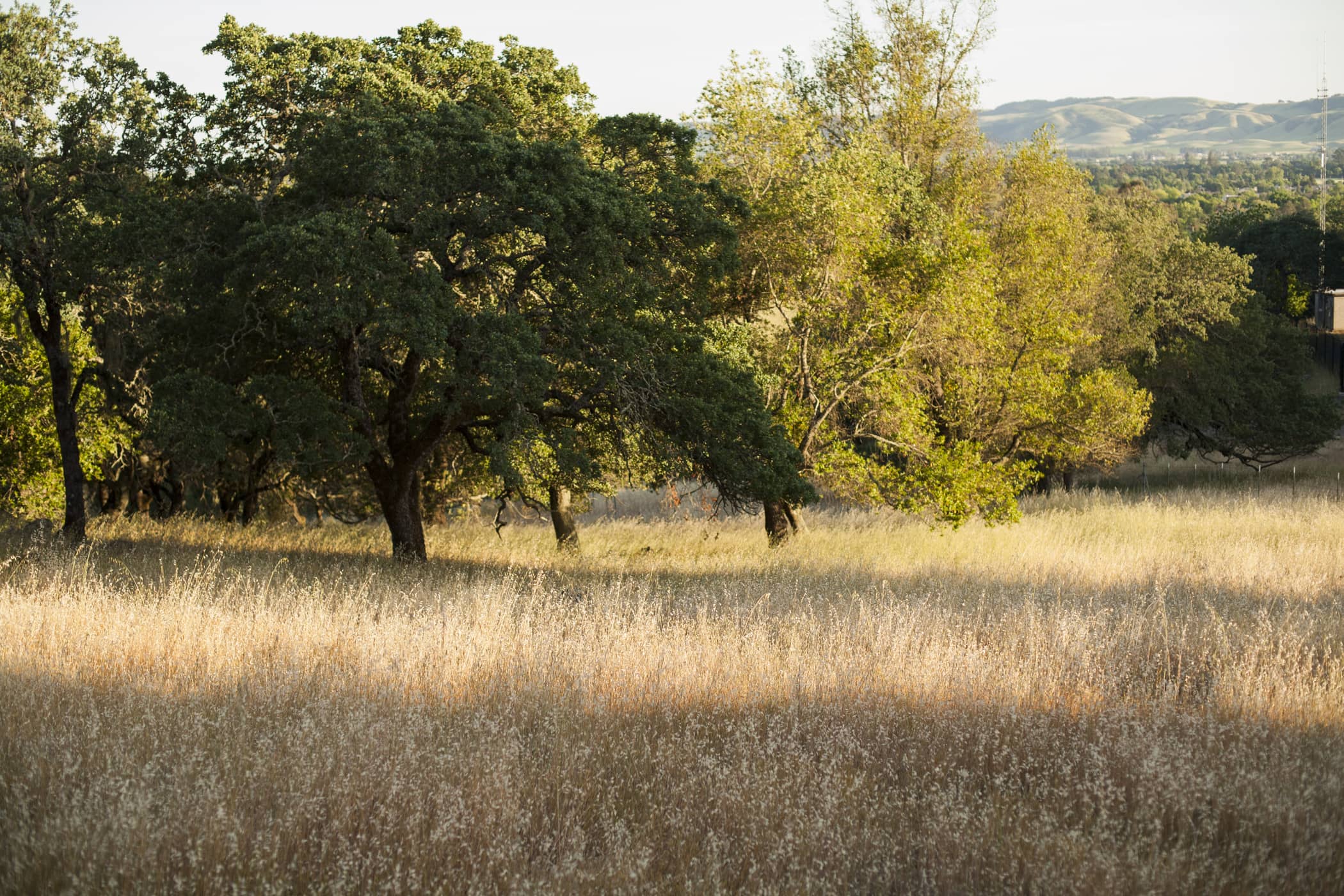 trees and dry grassland