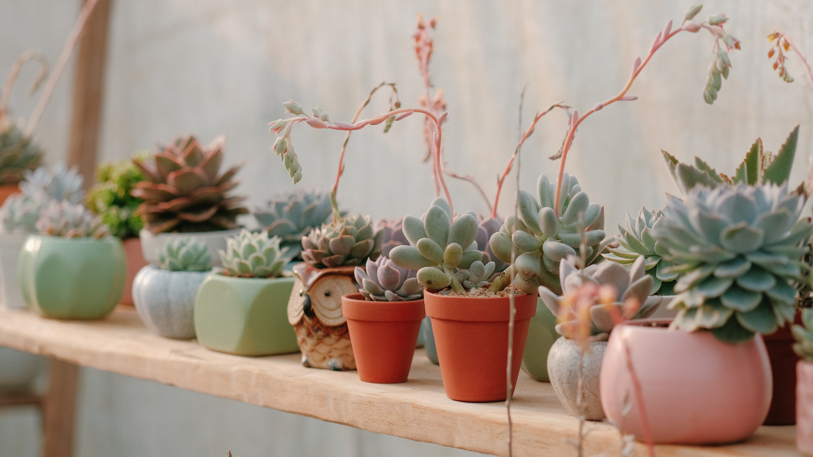 Mother's Day Make & Take: Painting Potted Plants