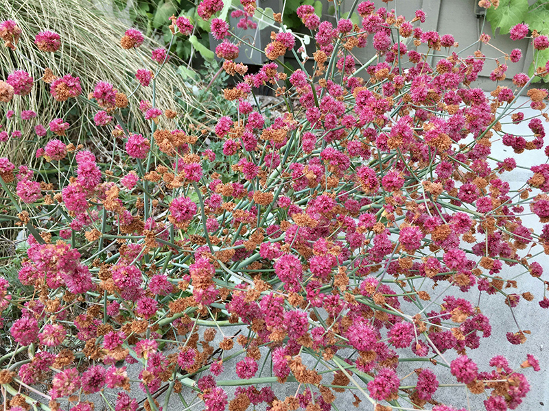 Native Plant Garden Volunteer Day