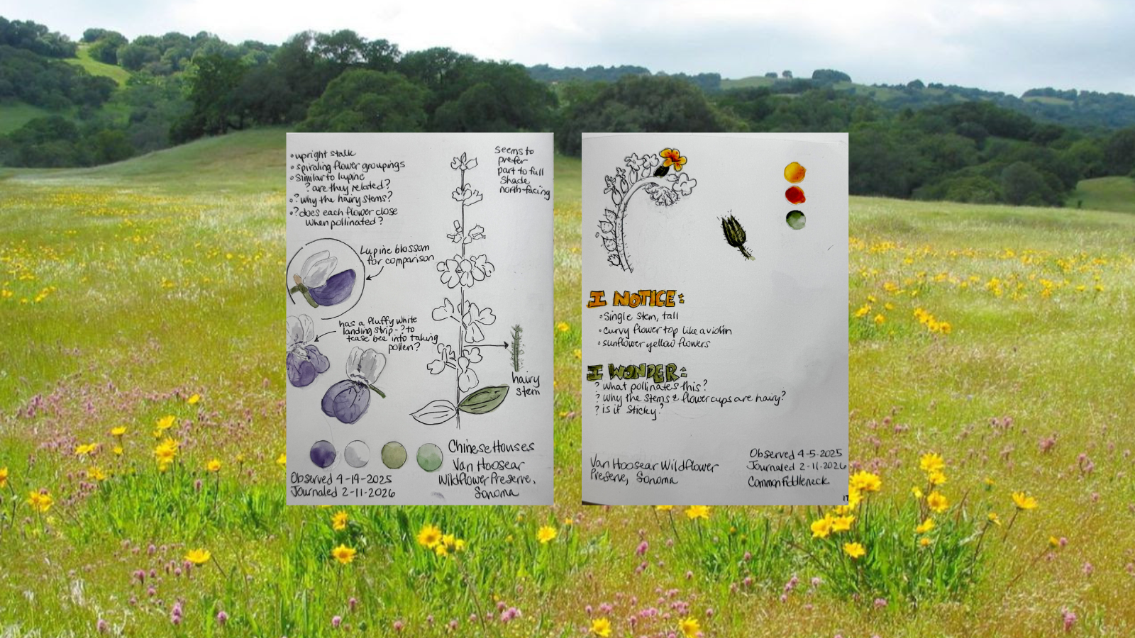 Special Outing: Nature Journaling at Van Hoosear Wildflower Preserve