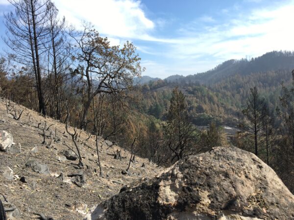 Saddle Mountain Open Space Preserve after the Glass Fire
