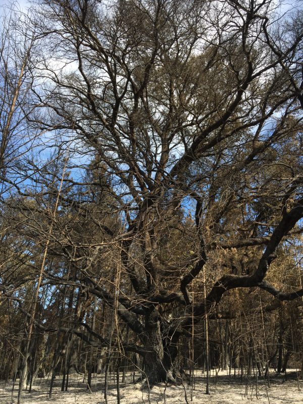 large tree with spanning branches