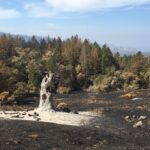 Burned stump of tree in middle of burned field, with hillside of partially burned trees in the background.