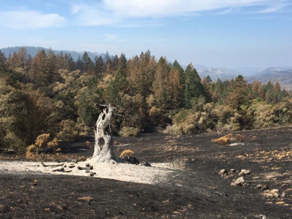 Burned stump of tree in middle of burned field, with hillside of partially burned trees in the background.
