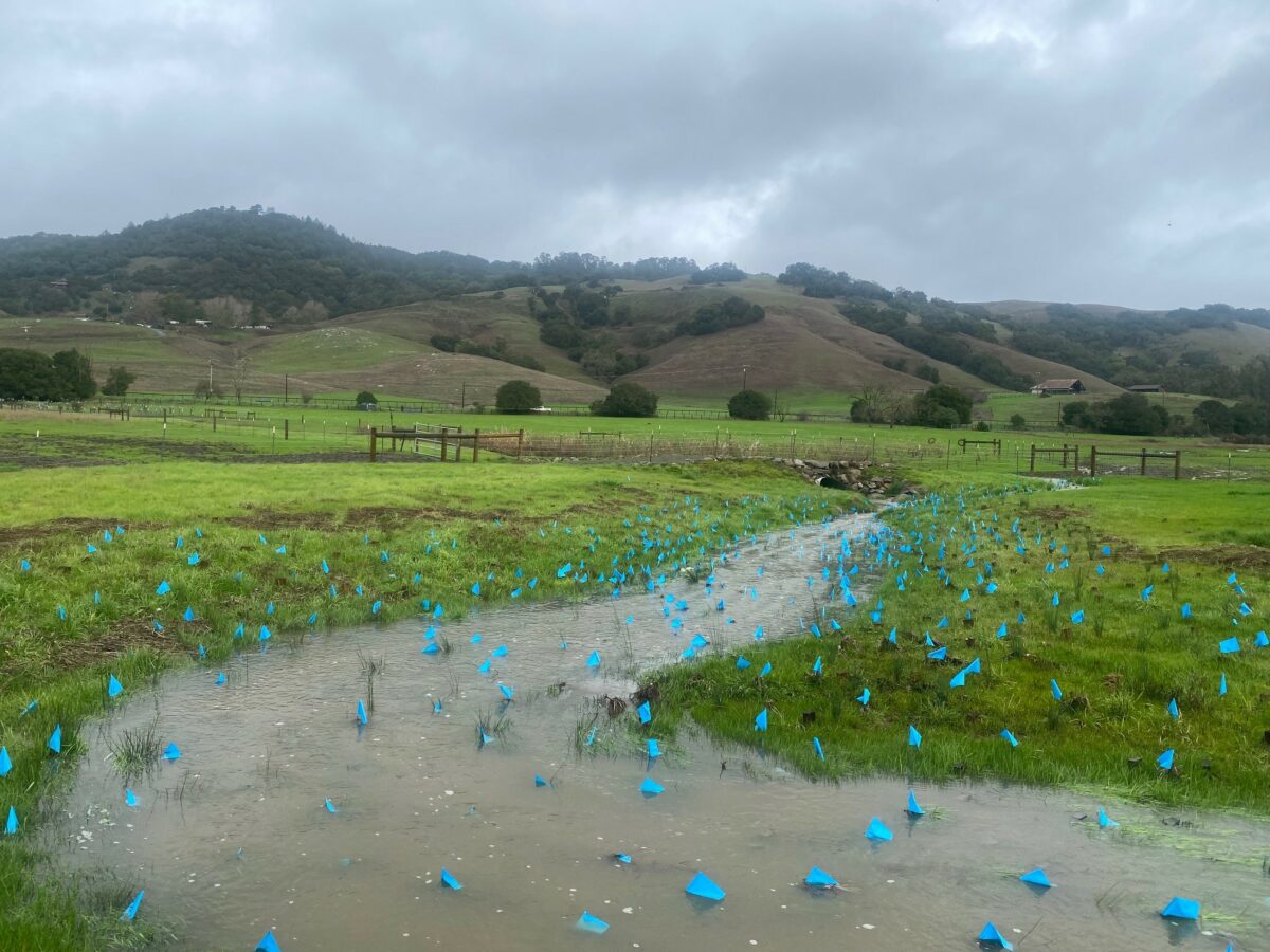 Blue flag marking restoration sites as the intermittent stream filled with water in last winter's storms.