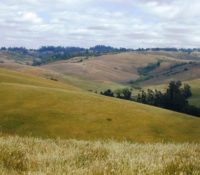 Rolling hills at Bianchi Dairy