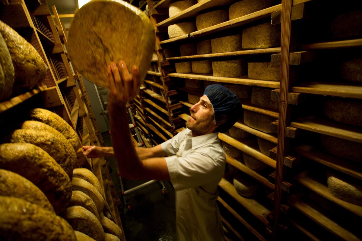 worker putting away a wheel of cheese