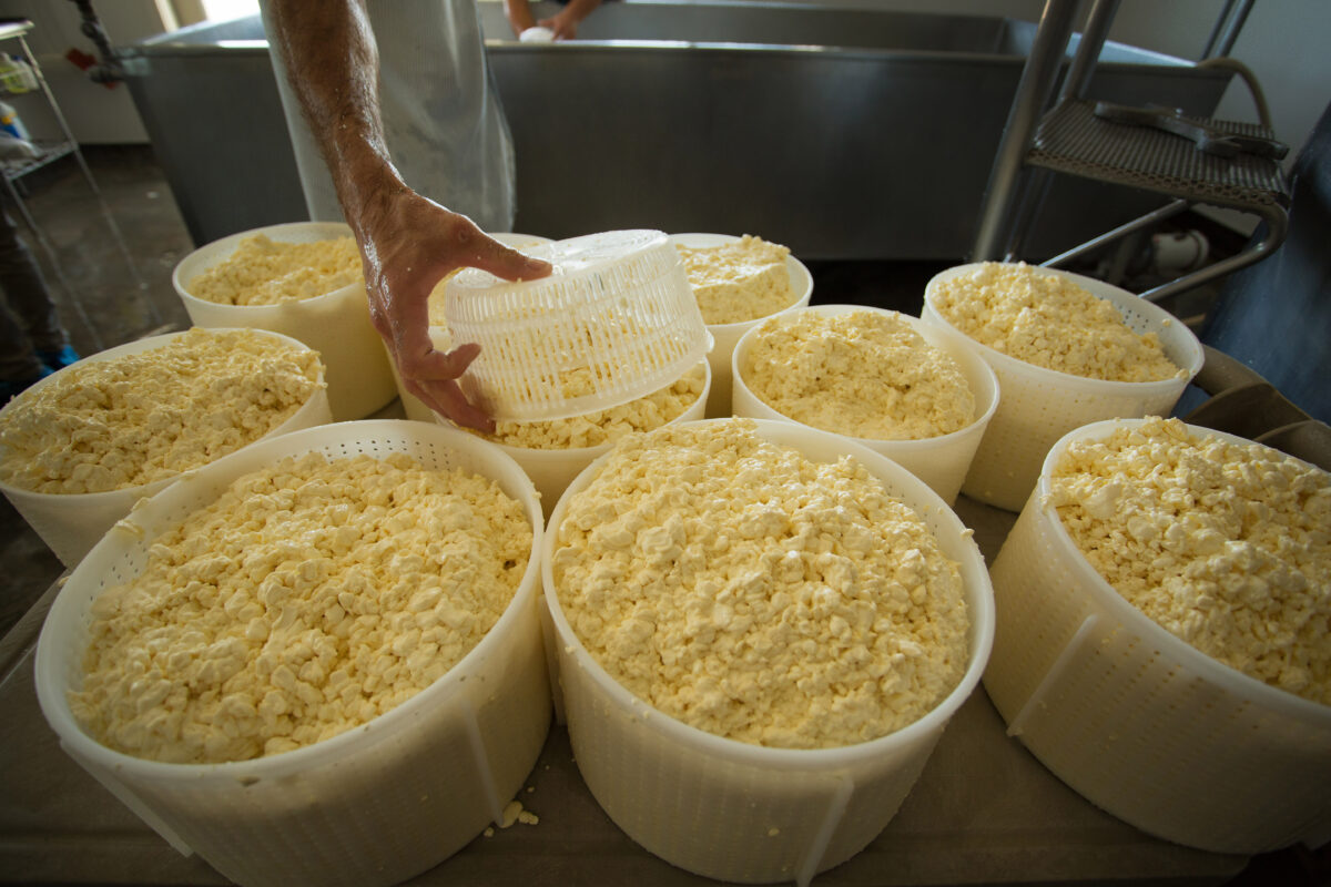 making cheese process