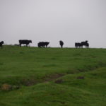 Cows graze in a lush green pasture at Pacheco Dairy.