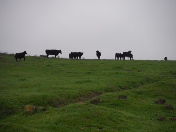Cows graze in a lush green pasture at Pacheco Dairy.