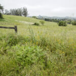 Landscaope view of a grassy field with a fence in the foreground.