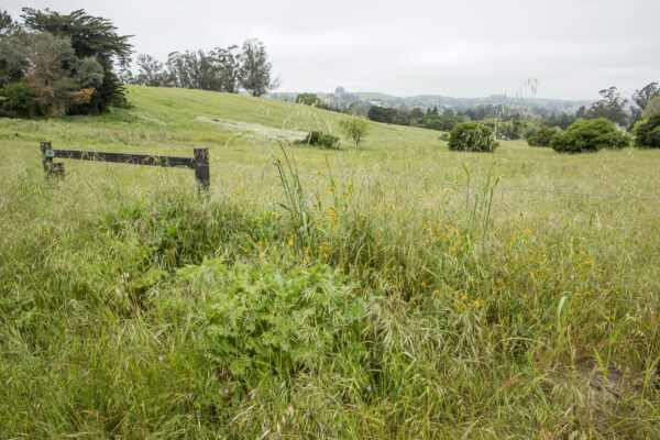 Landscaope view of a grassy field with a fence in the foreground.