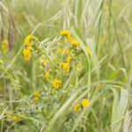 Close up of yellow flowers