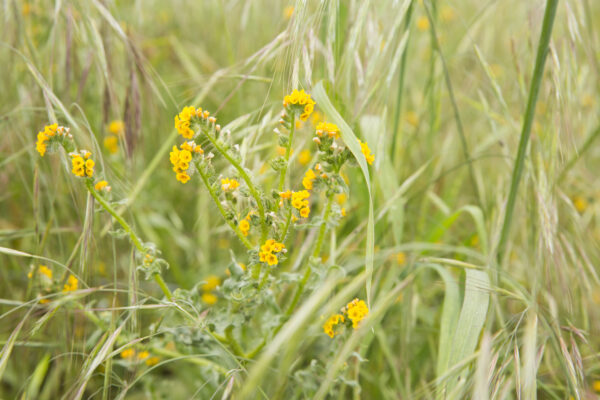 Close up of yellow flowers