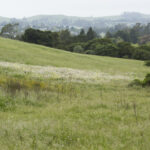 Landscape view of a green sloping hillside, with trees and house in the background.