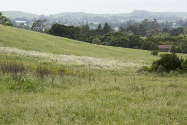 Landscape view of a green sloping hillside, with trees and house in the background.