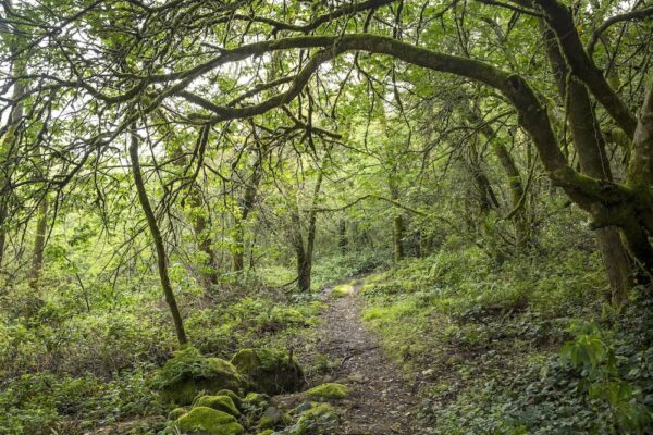 over grown walking path if trees