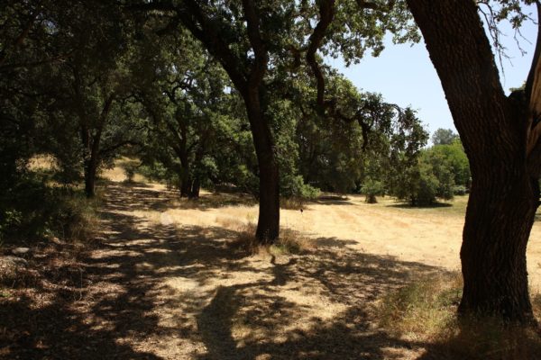 Oak trees at Paulin Creek Open Space Preserve