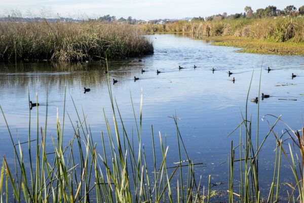 pond with many ducks