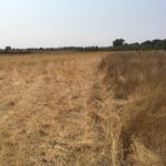 Long brown grass on the right side with shortened, grazed brown grass on the left.