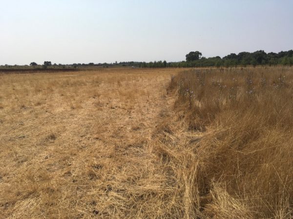 Long brown grass on the right side with shortened, grazed brown grass on the left.