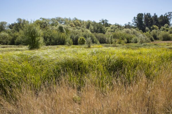 grass blowing in the wind