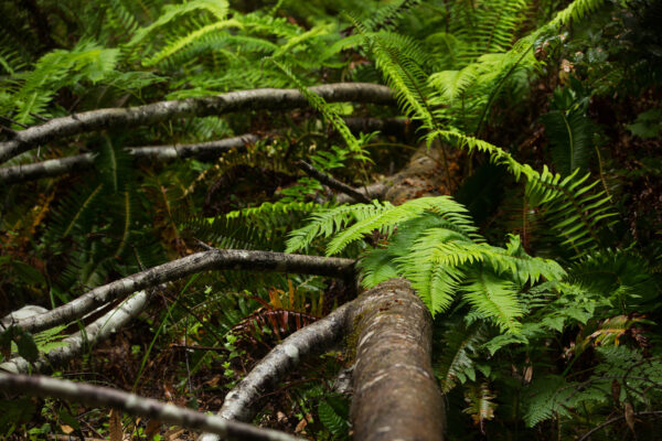 overgrown fallen tree limb
