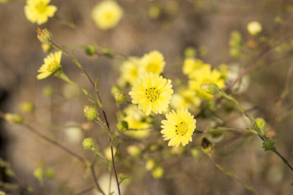 Quail Brook yellow flowers