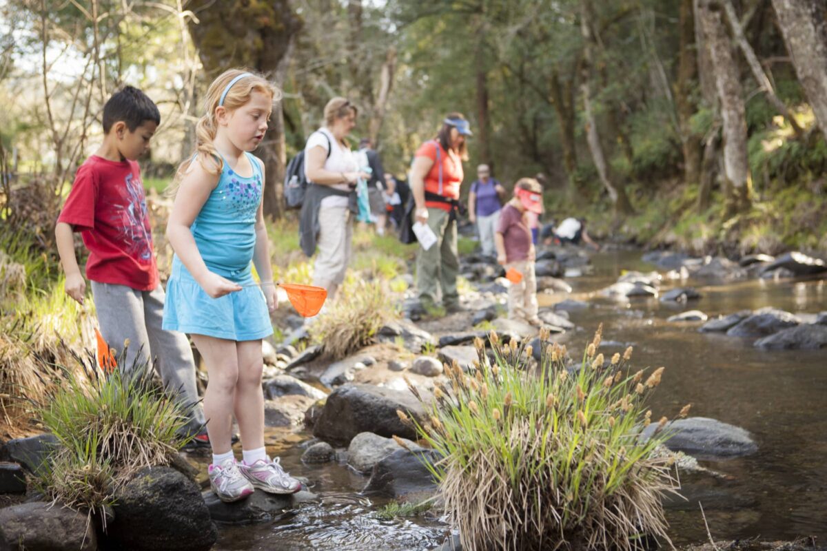a group of people with small fish nets next to a creek