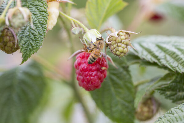 Una abeja descansando sobre una frambuesa roja que aún está unida a la vid verde.