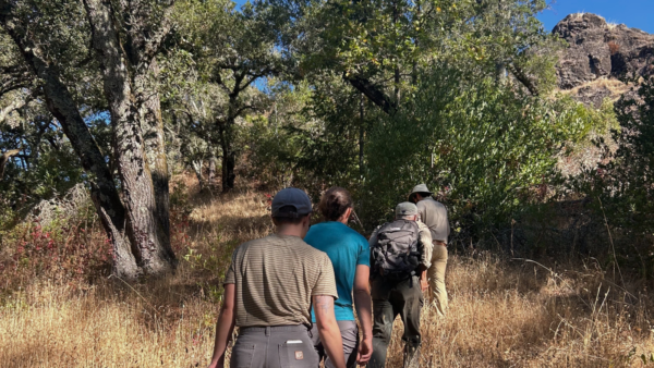 People hiking among a grassland foreground and oak tree background