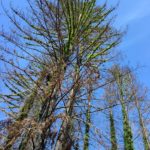 Green branches sprouting from tall, skinny redwoods against a blue sky.