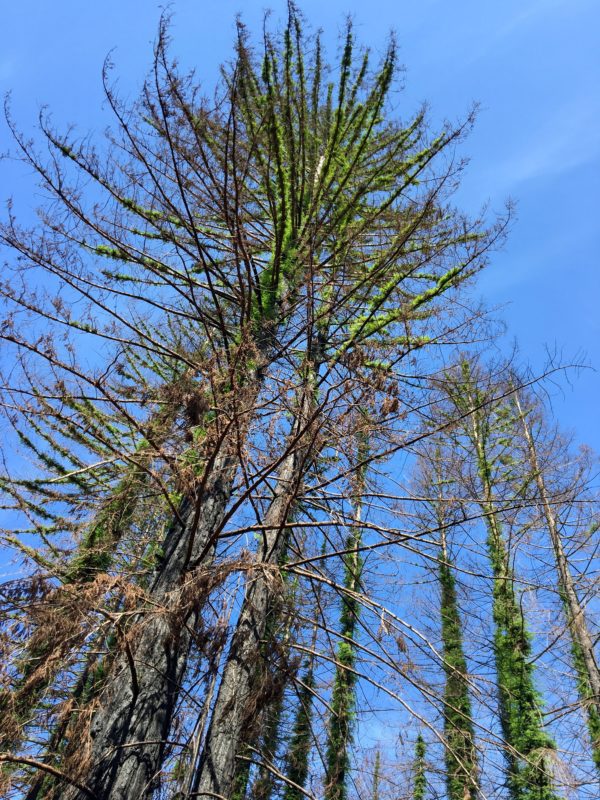 Green branches sprouting from tall, skinny redwoods against a blue sky.
