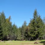 Green grass and green redwood trees with blue sky.