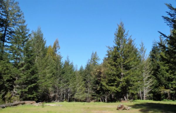 Green grass and green redwood trees with blue sky.